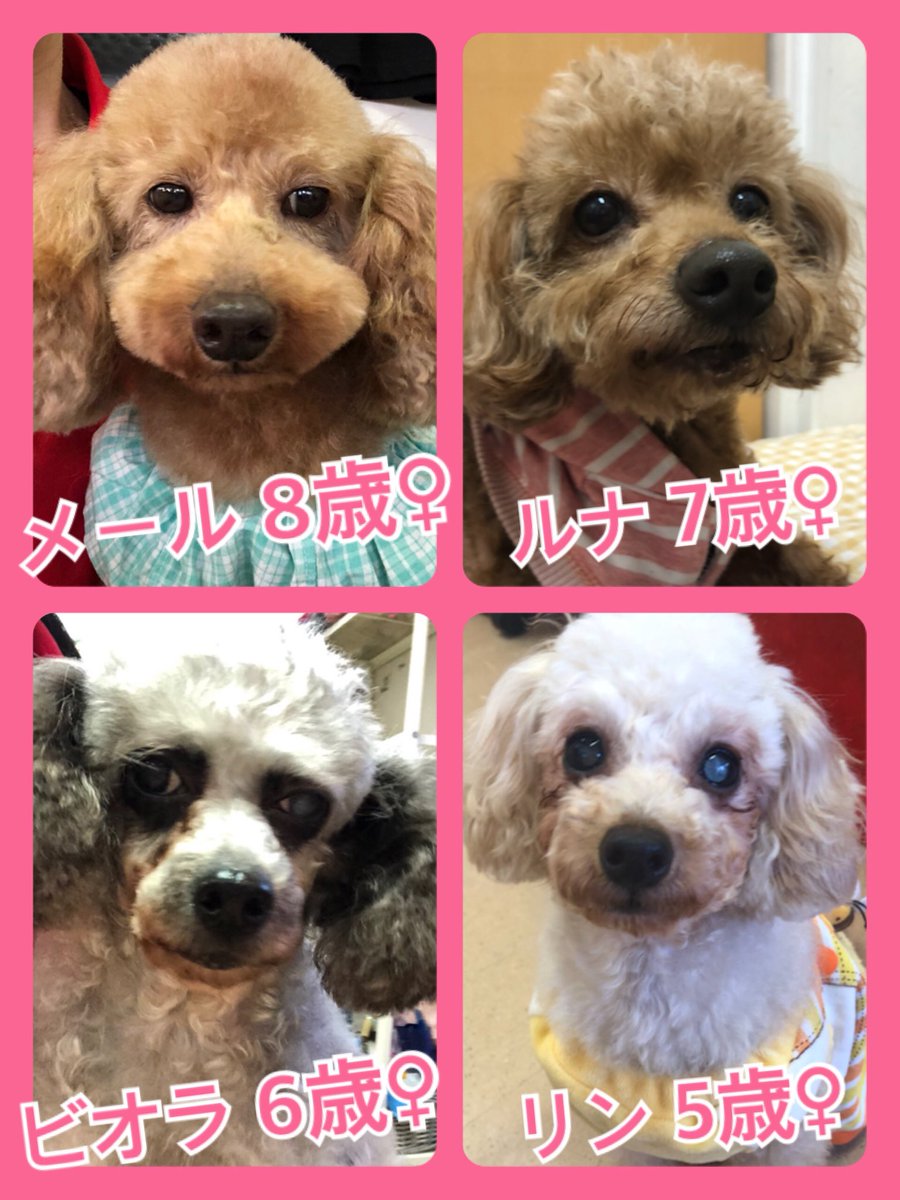 🐾今日の里親様募集中ワンコ🐶メンバーです🐾2020,4,13